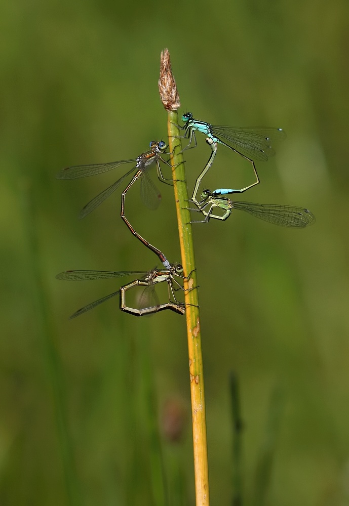 23.jpg - Šídlatka zelená (Lestes virens) + Šidélko větší (Ischnura elegans)