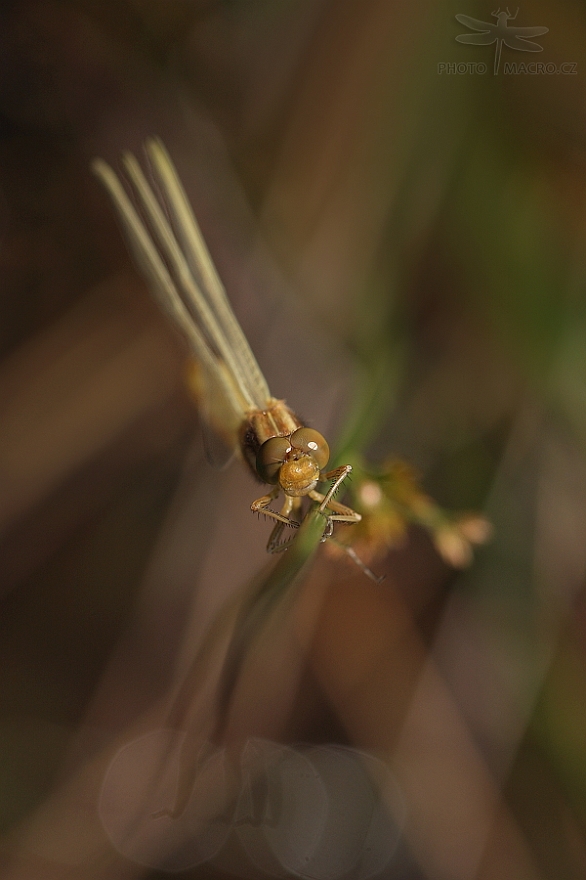 104.jpg - Vážka žlutoskvrnná (Orthetrum coerulescens)