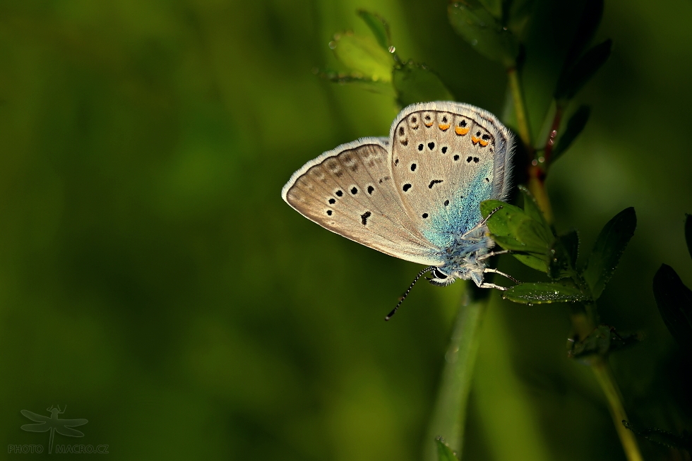 130.jpg - Modrásek jehlicový (Polyommatus icarus)