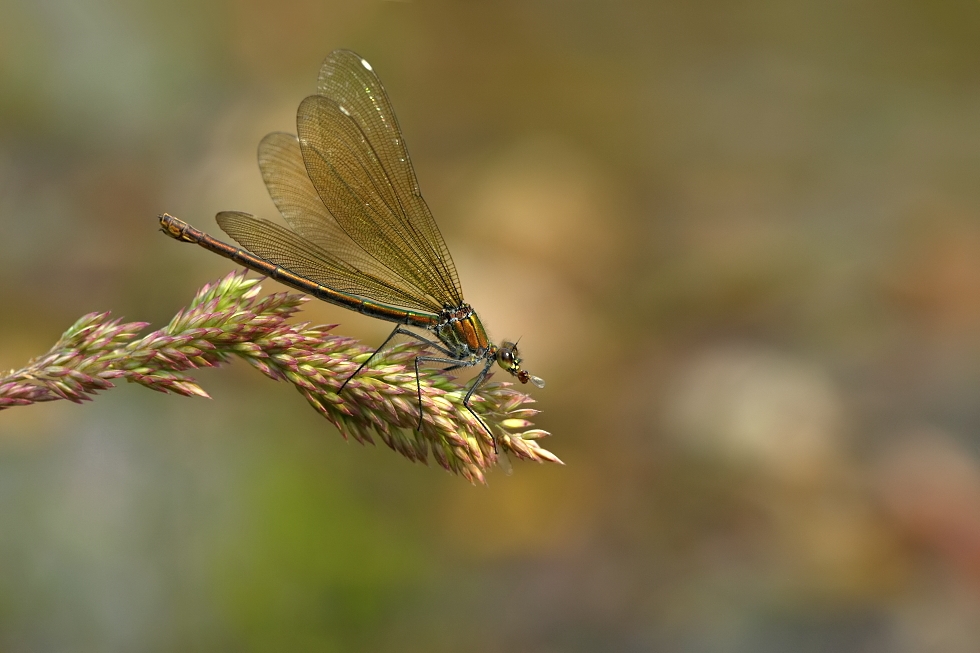 221.jpg - Motýlice lesklá (Calopteryx splendens)