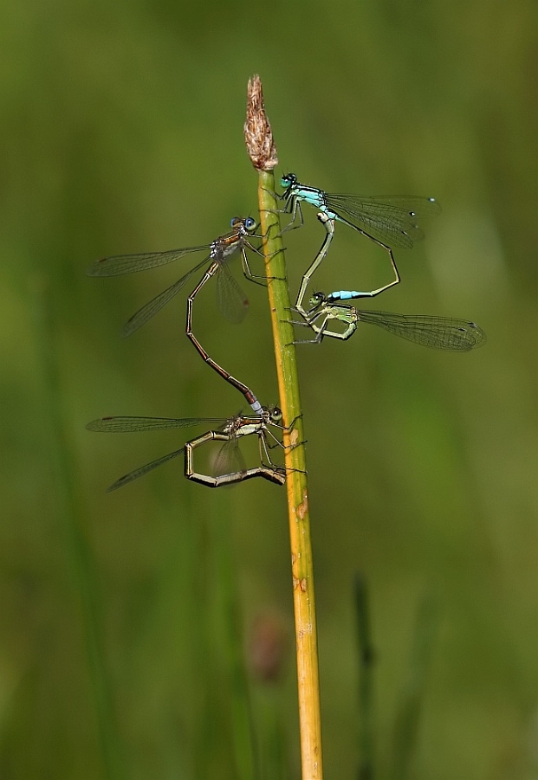 324.jpg - Šídlatka zelená (Lestes virens) + Šidélko větší (Ischnura elegans)