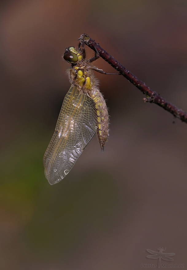 96.jpg - Vážka čtyřskvrnná (Libellula quadrimaculata)