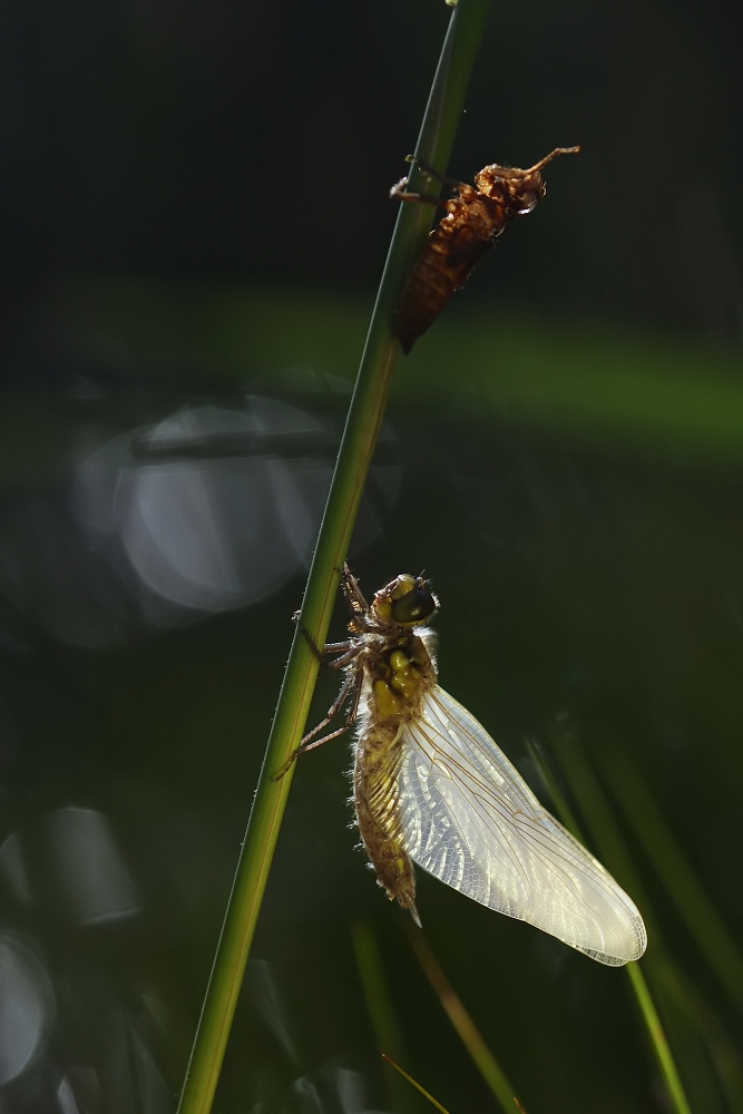 95.jpg - Vážka čtyřskvrnná (Libellula quadrimaculata)