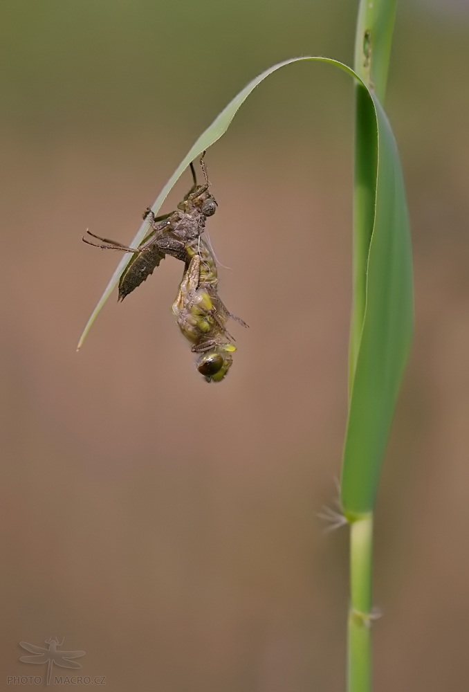 63.jpg - Vážka čtyřskvrnná (Libellula quadrimaculata)