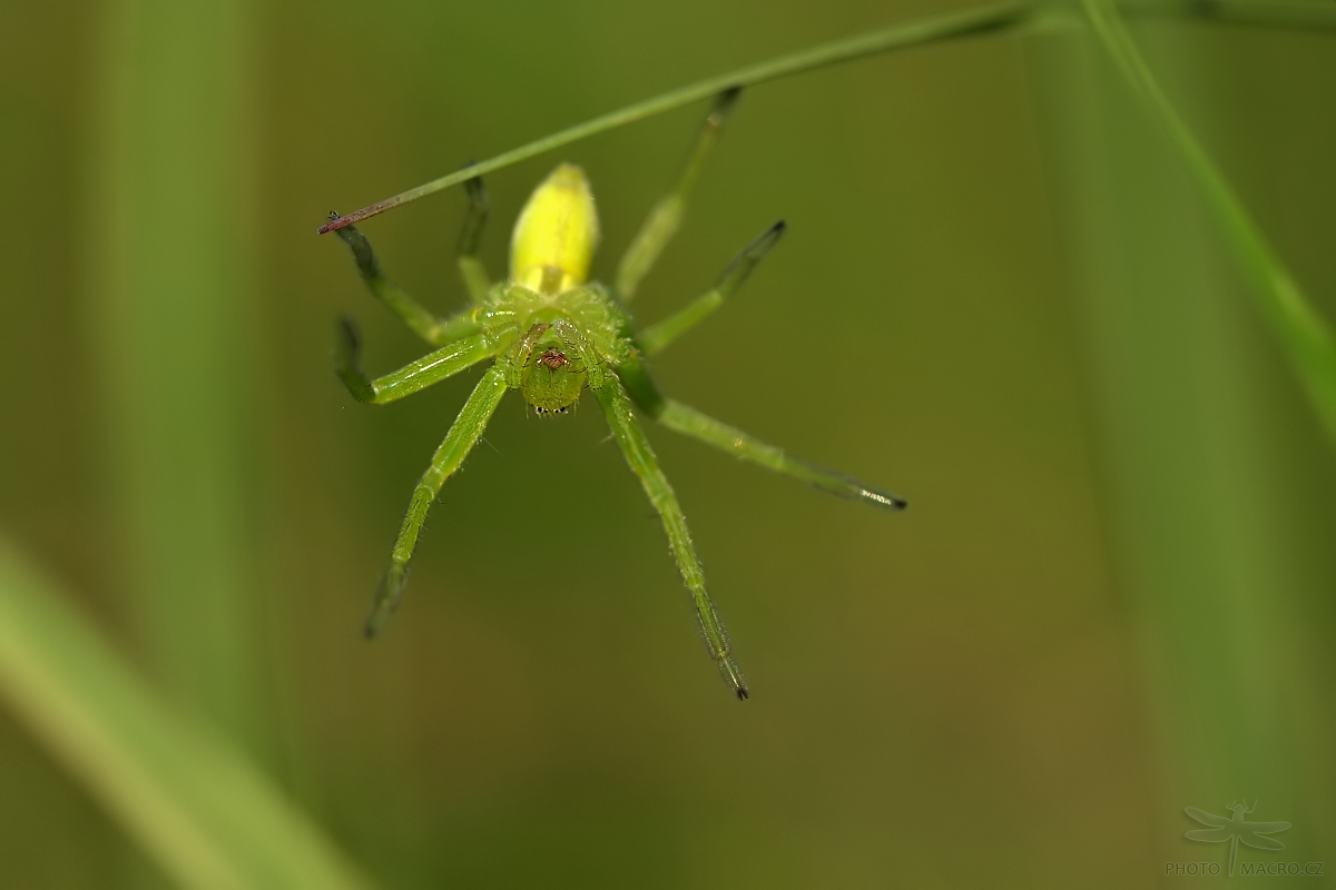 77.jpg - Maloočka smaragdová (Micrommata virescens)