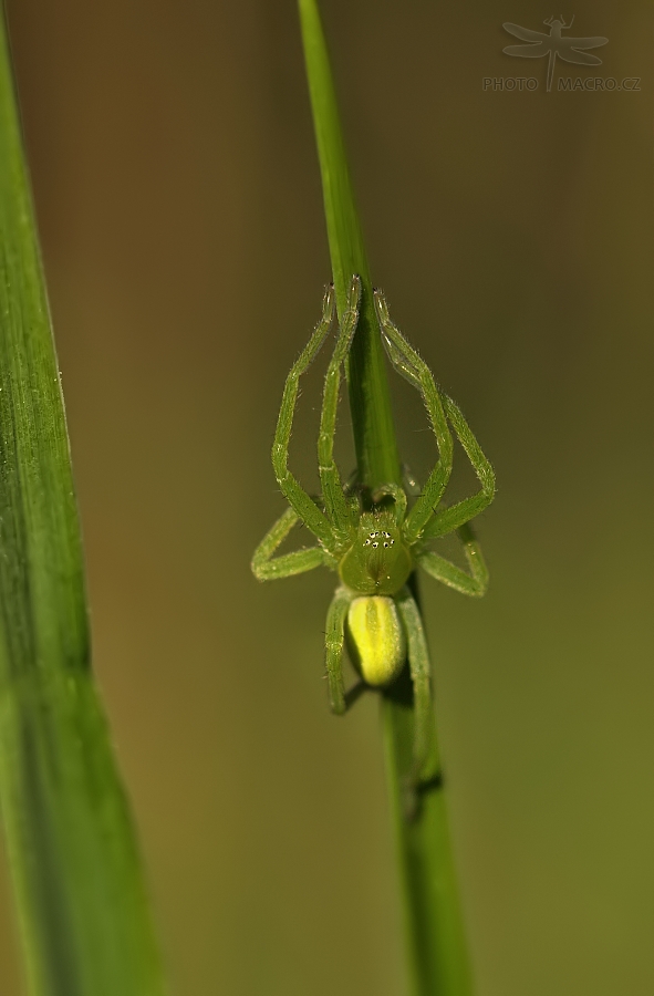 78.jpg - Maloočka smaragdová (Micrommata virescens)