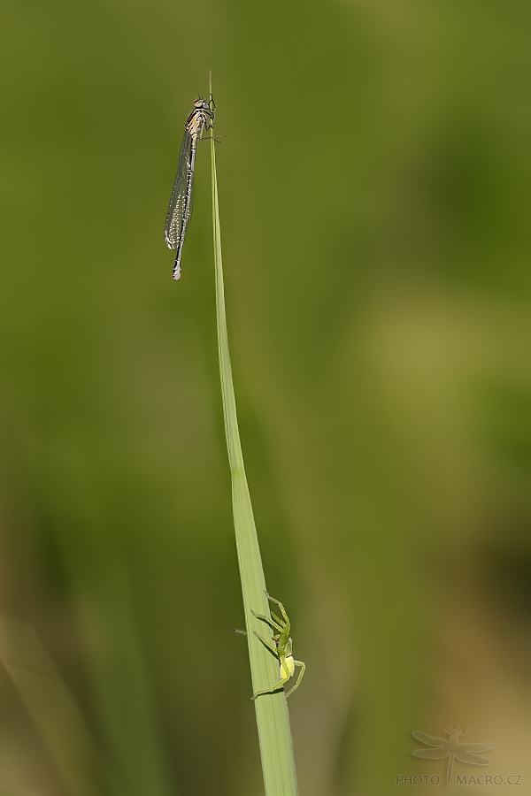 80.jpg - Šidélko páskované (Coenagrion puella) + Maloočka smaragdová (Micrommata virescens)