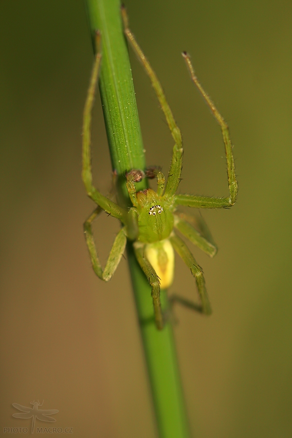 99.jpg - Maloočka smaragdová (Micrommata virescens)
