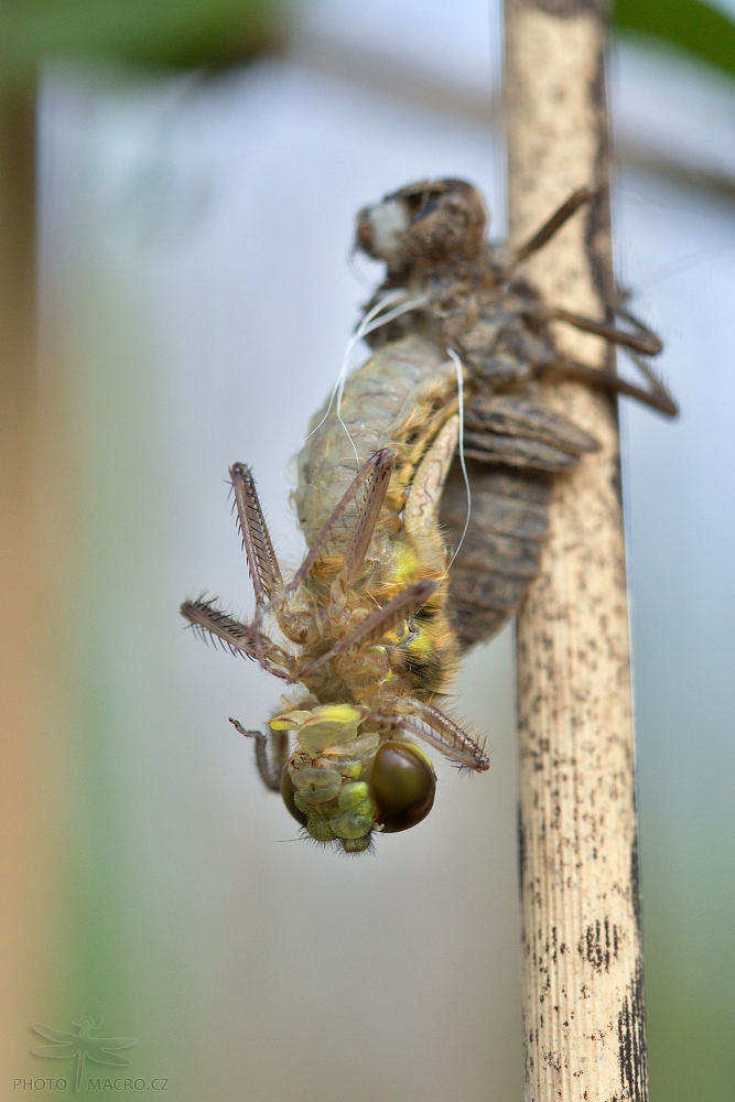 23.jpg - Vážka čtyřskvrnná (Libellula quadrimaculata)