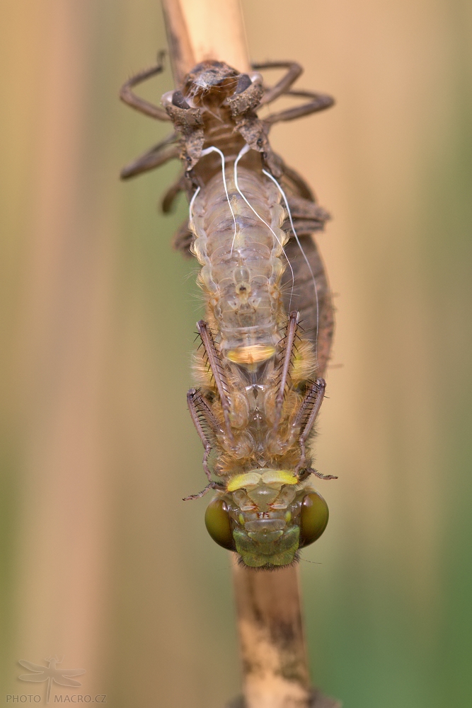 28.jpg - Vážka čtyřskvrnná (Libellula quadrimaculata)
