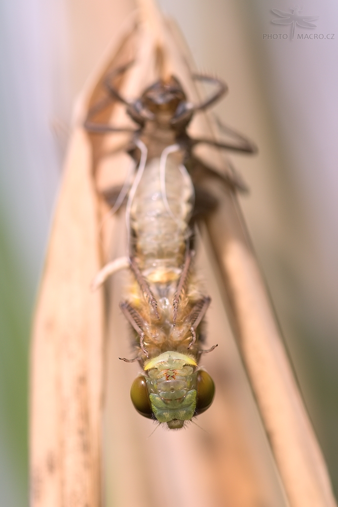 32.jpg - Vážka čtyřskvrnná (Libellula quadrimaculata)