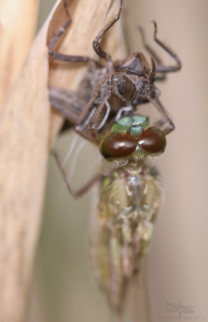 34.jpg - Vážka čtyřskvrnná (Libellula quadrimaculata)