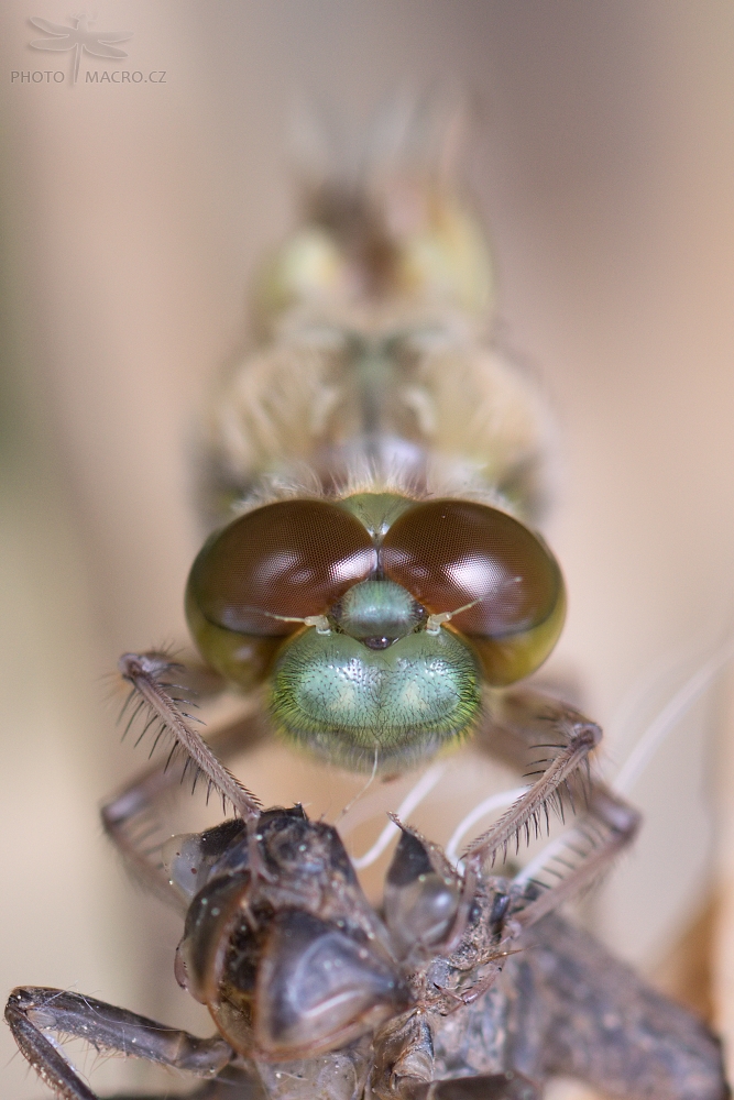 35.jpg - Vážka čtyřskvrnná (Libellula quadrimaculata)