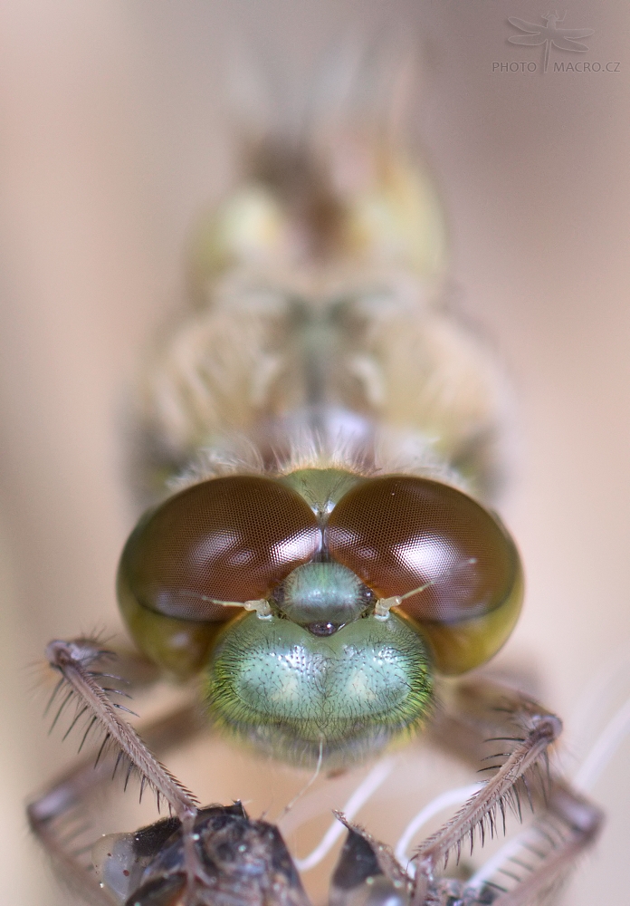 36.jpg - Vážka čtyřskvrnná (Libellula quadrimaculata)