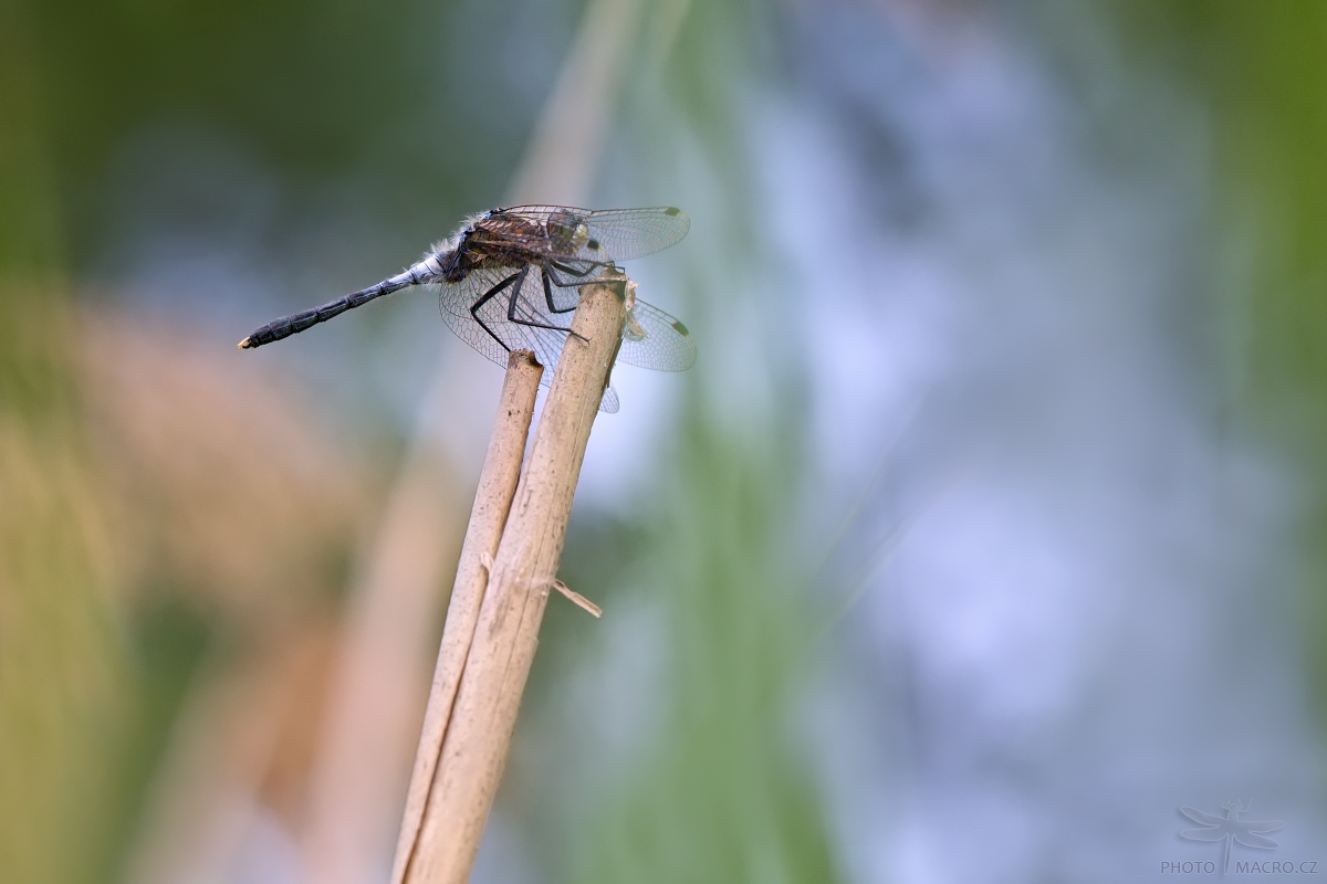 64.jpg - Vážka běloústá (Leucorrhinia albifrons)