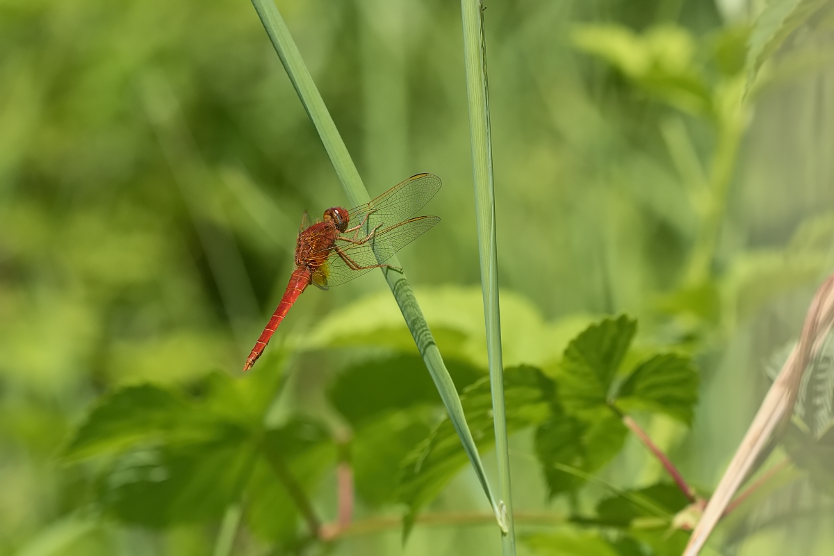 59.jpg - Vážka červená (Crocothemis erythraea)