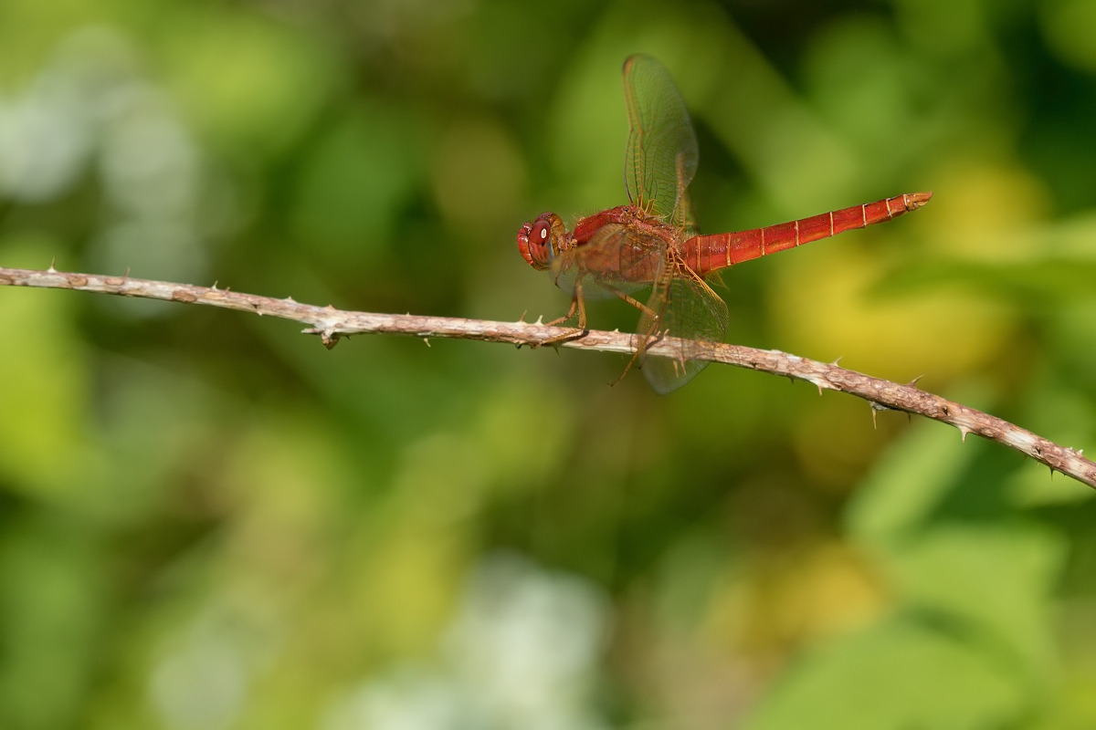61.jpg - Vážka červená (Crocothemis erythraea)
